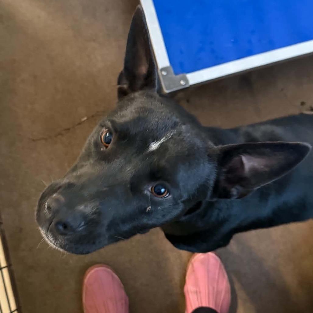 Enlarge Sam, a Adoptable mixed breed in Stephenville, TX image 2/2