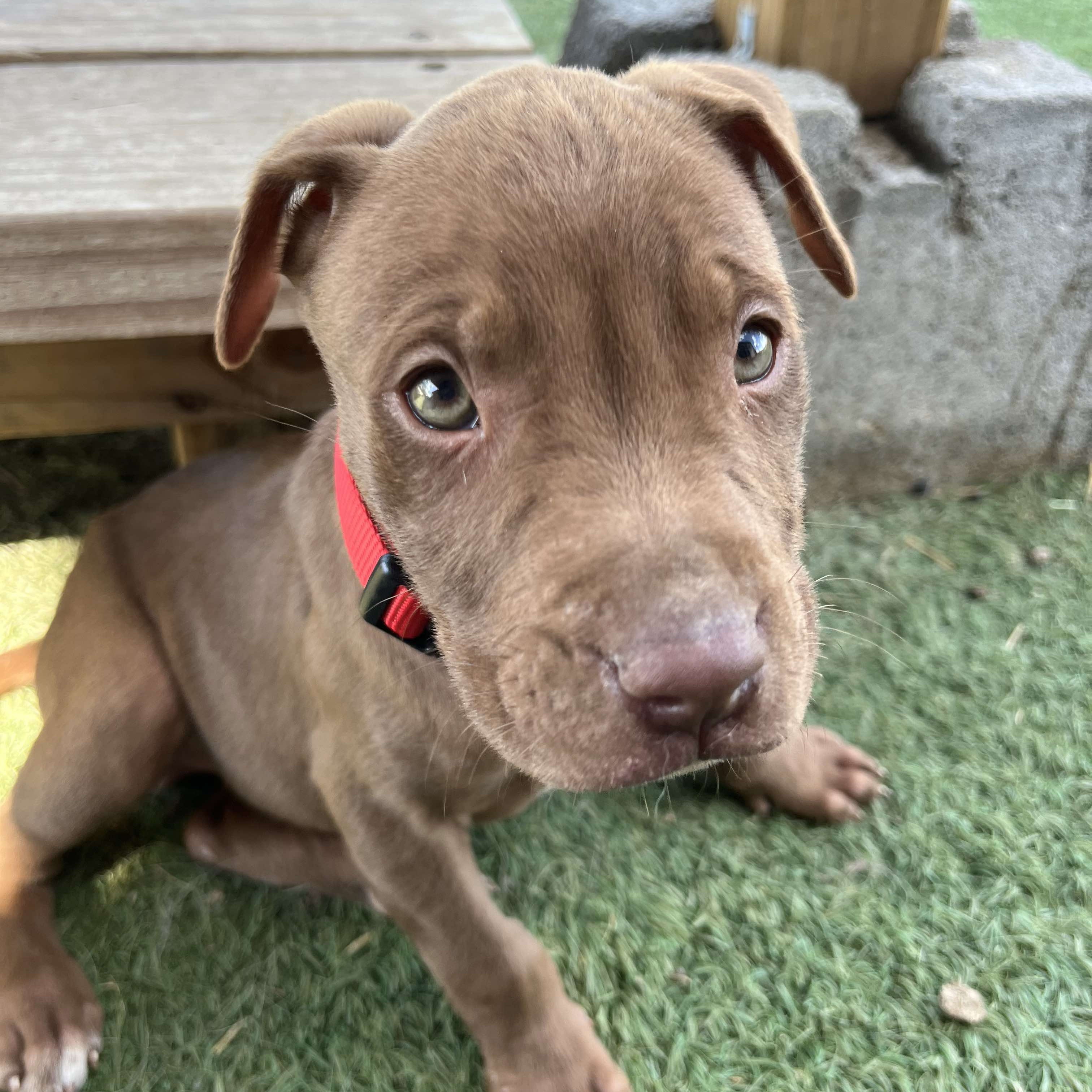 Dog for adoption Griffon, an American Staffordshire Terrier Mix in