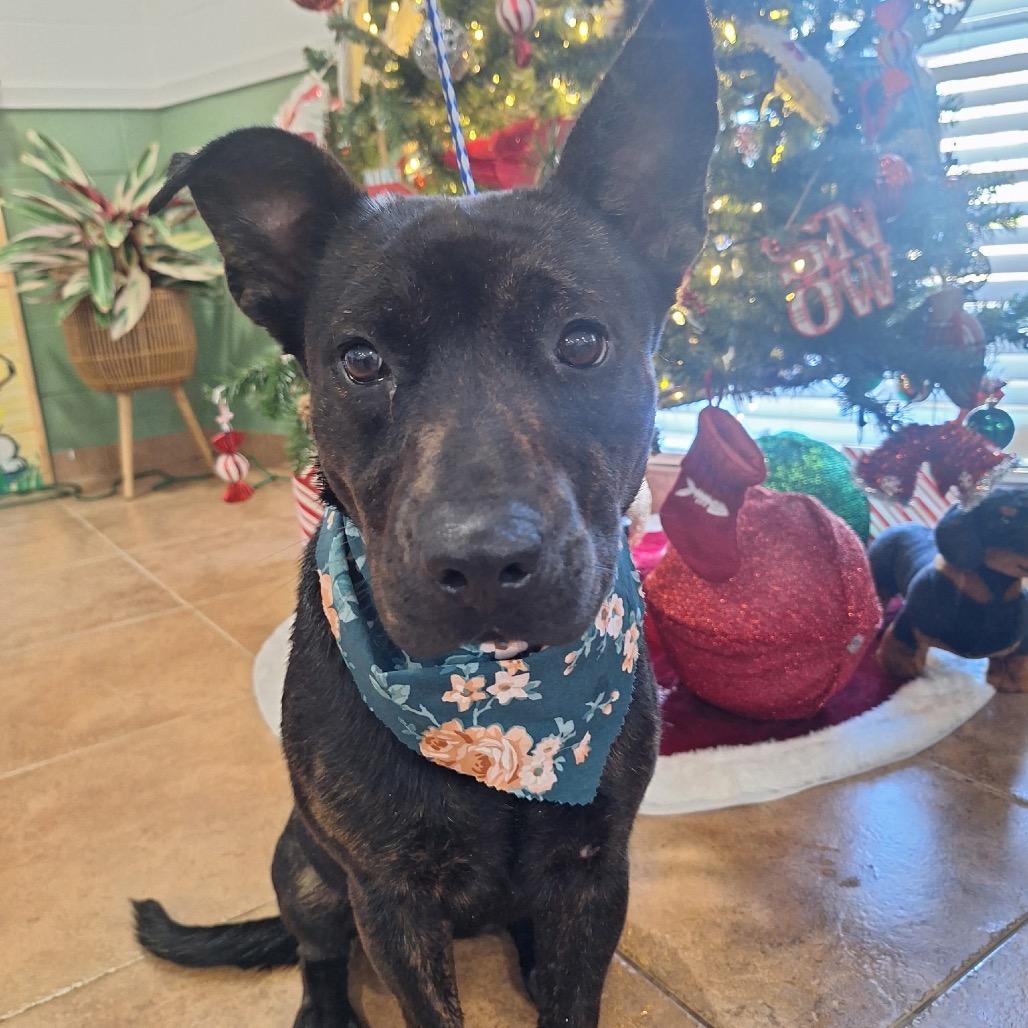 Enlarge 3922 ROXANNE (AKA MELODY), a Adoptable Mountain Cur in Pineville, LA image 1/1