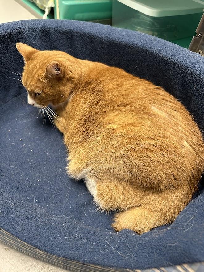 Tanya Tucker, an adopted Domestic Short Hair in Oak Ridge, TN image 2/5