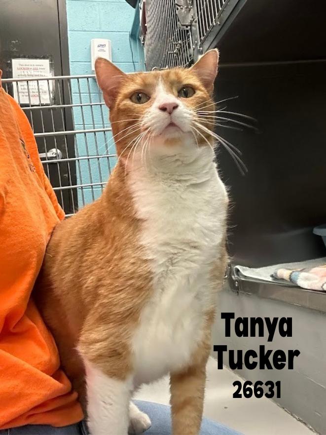 Tanya Tucker, adopted, Adult Female Domestic Short Hair.