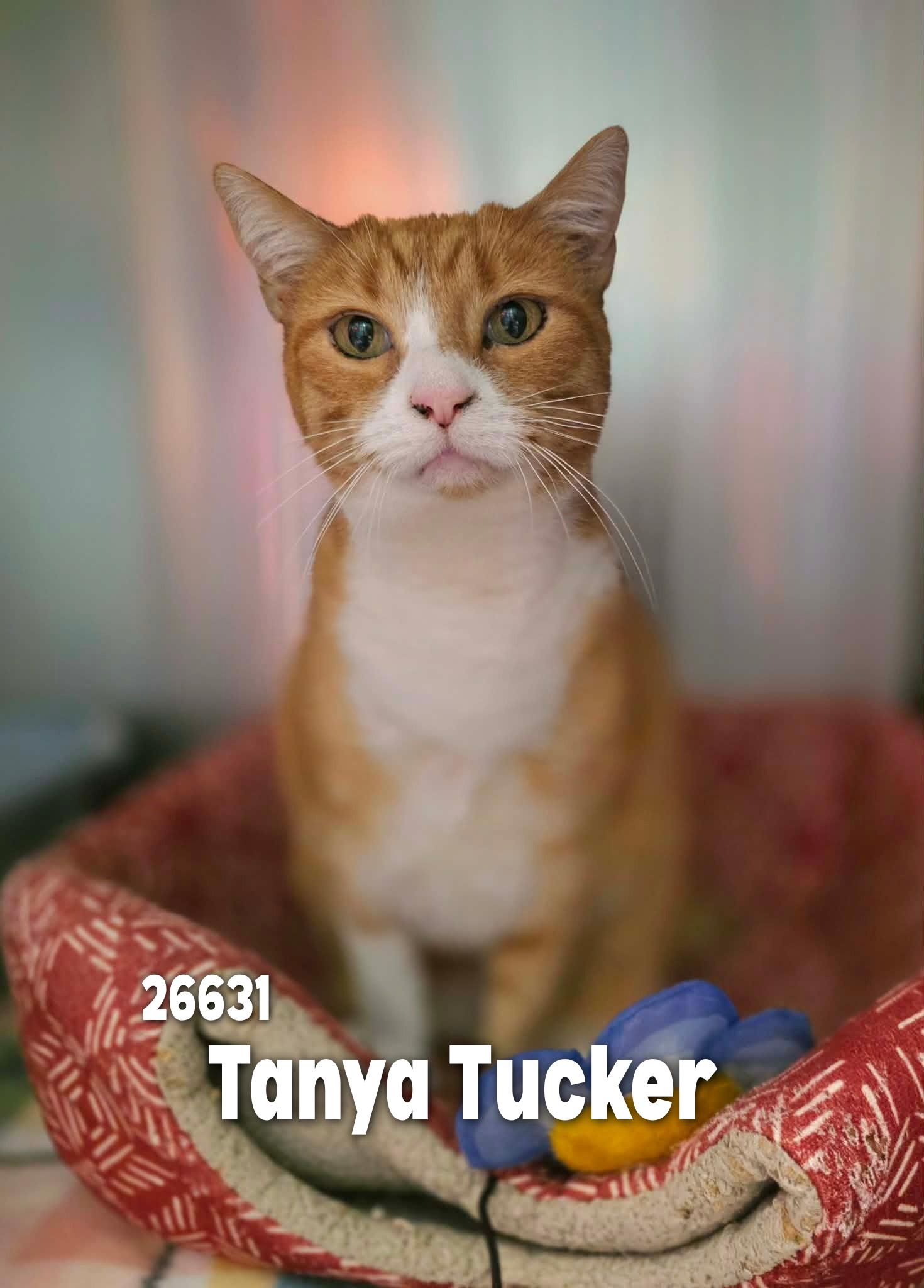 Tanya Tucker, an adopted Domestic Short Hair in Oak Ridge, TN image 4/5