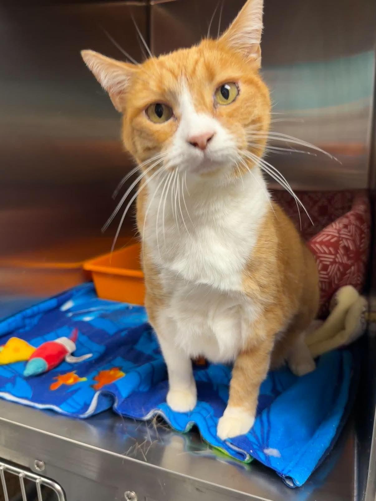 Tanya Tucker, an adopted Domestic Short Hair in Oak Ridge, TN image 3/5