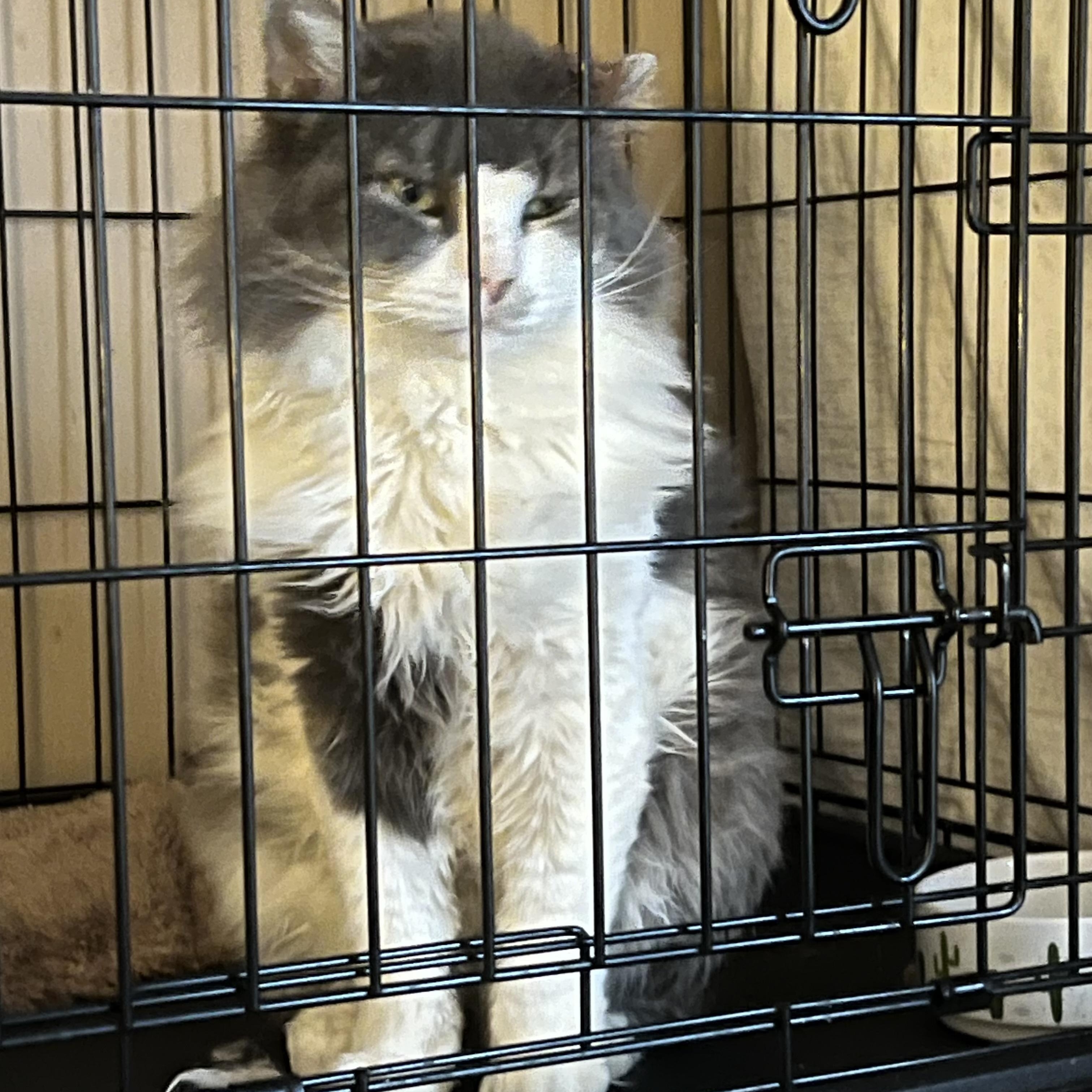 Enlarge Big Jake, an adopted Domestic Long Hair in North Bergen, NJ image 1/1