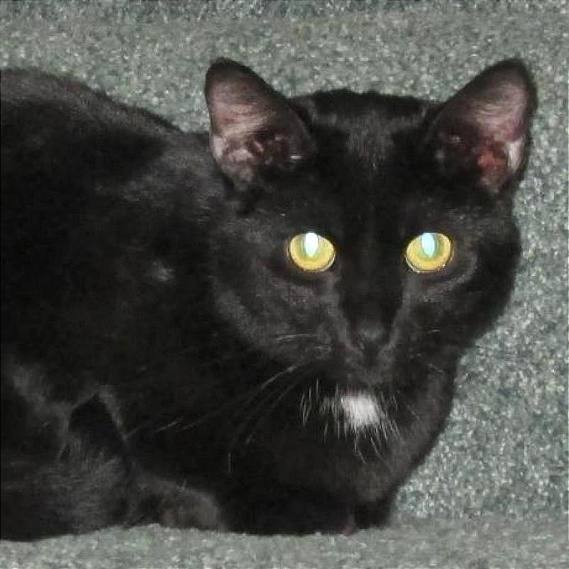 Enlarge Houston, a Adoptable Domestic Short Hair in Rochester, MN image 1/3