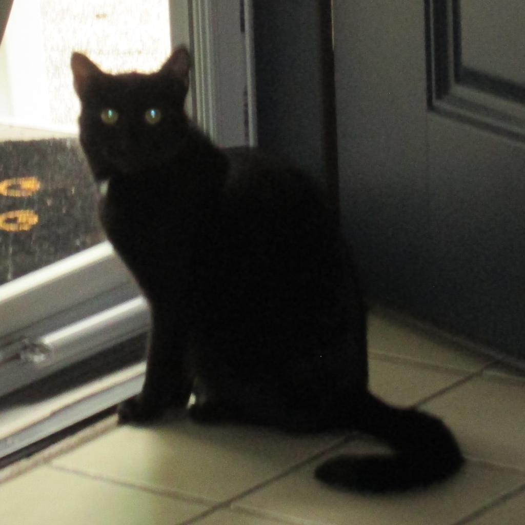 Enlarge Houston, a Adoptable Domestic Short Hair in Rochester, MN image 2/3