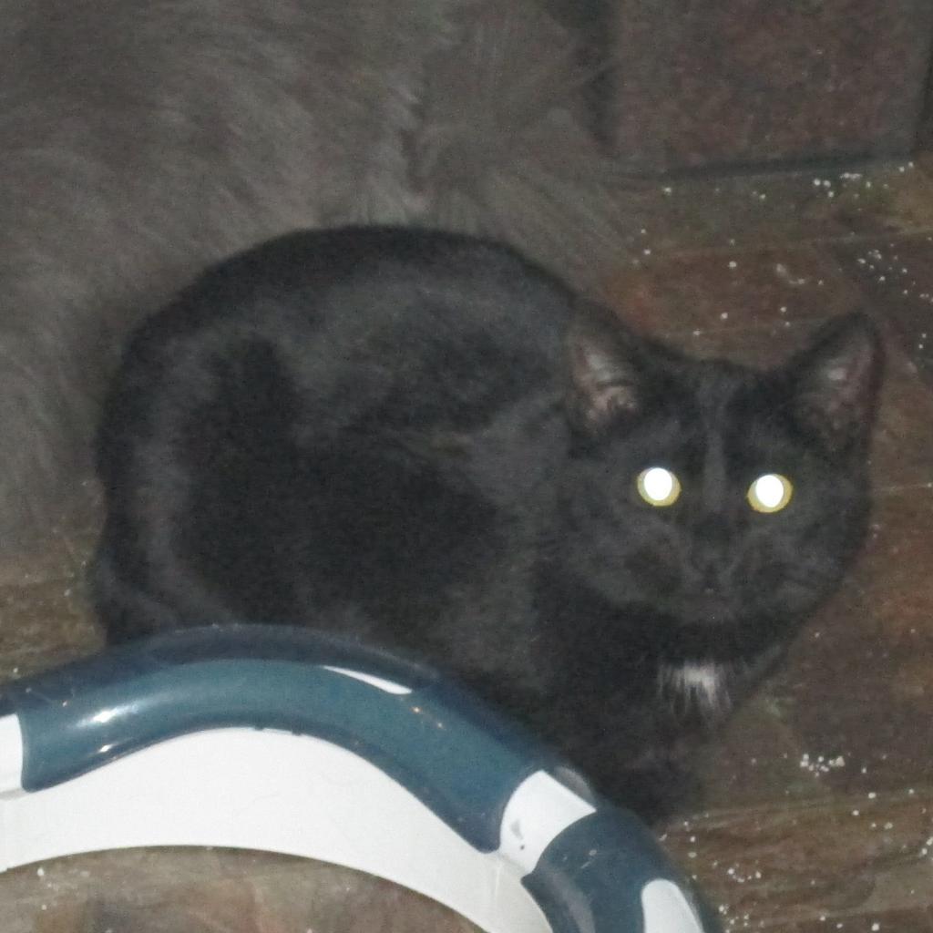 Enlarge Houston, a Adoptable Domestic Short Hair in Rochester, MN image 3/3