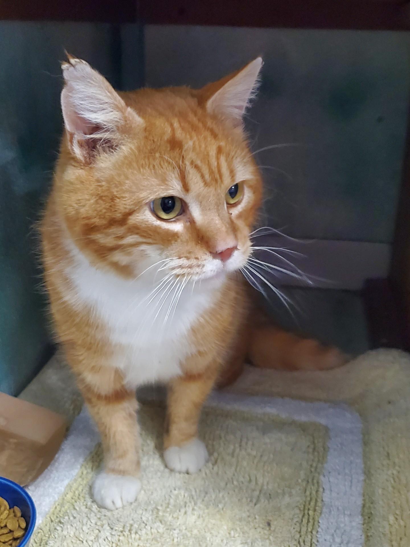 Enlarge PJ, a ADOPTABLE Domestic Short Hair in Altoona, PA image 1/1