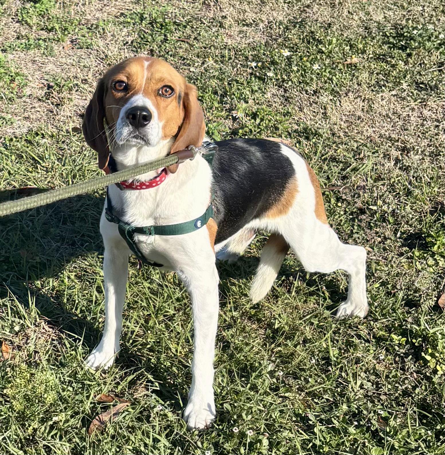 Eugene, Adoptable, Adult Male Beagle.