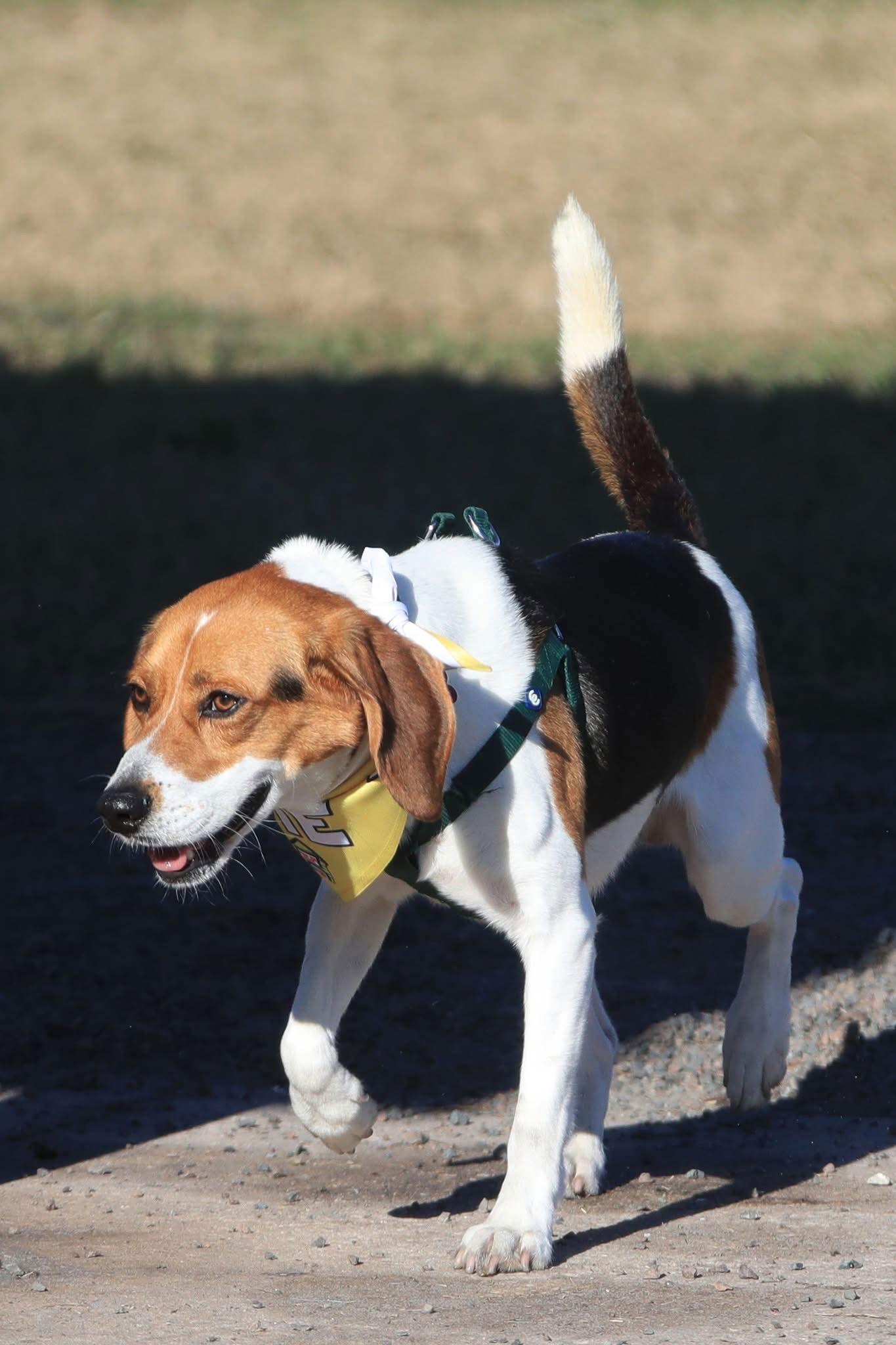 Enlarge Eugene, a Adoptable Beagle in Tampa, FL image 2/3