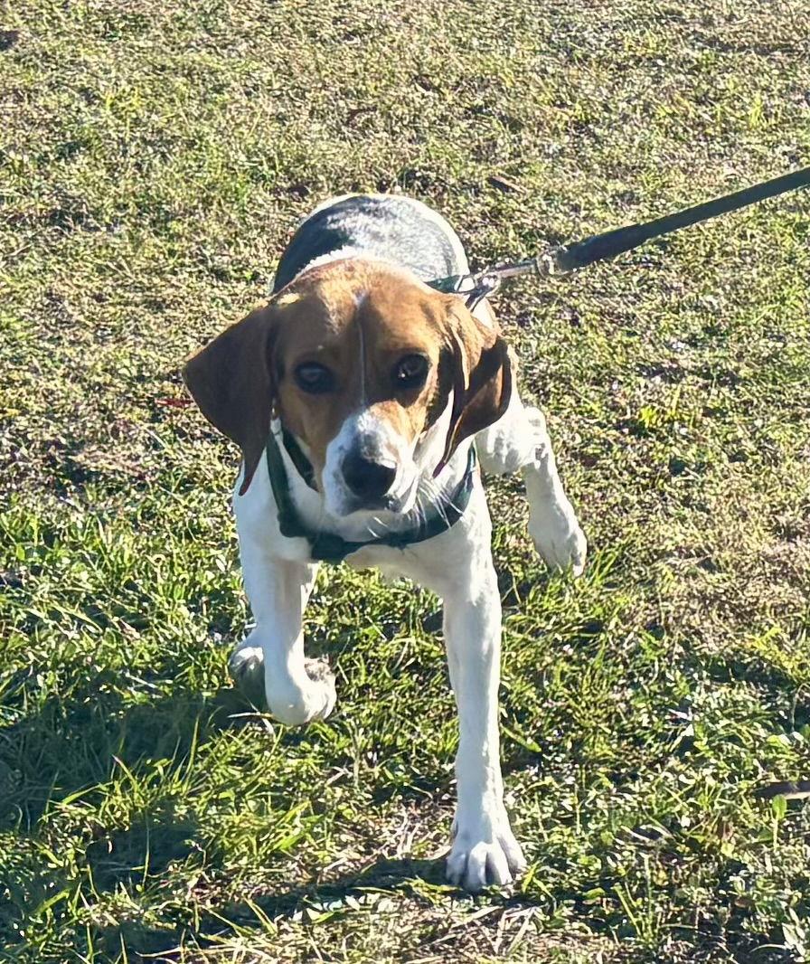 Enlarge Eugene, a Adoptable Beagle in Tampa, FL image 3/3