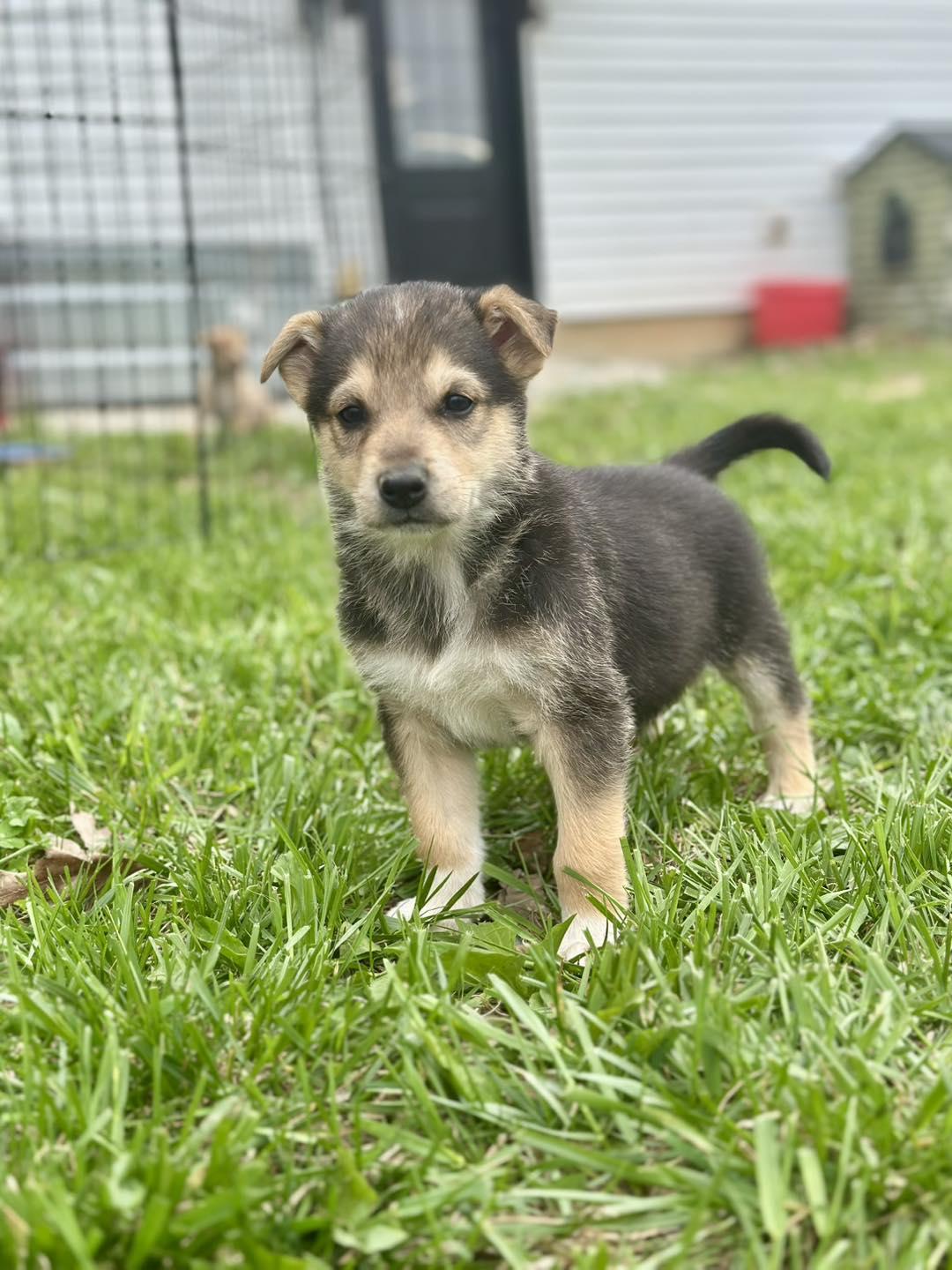 Easter Candy Litter- CB (Chocolate Bunny), Adoptable, Young Male German Shepherd Dog & Siberian Husky.