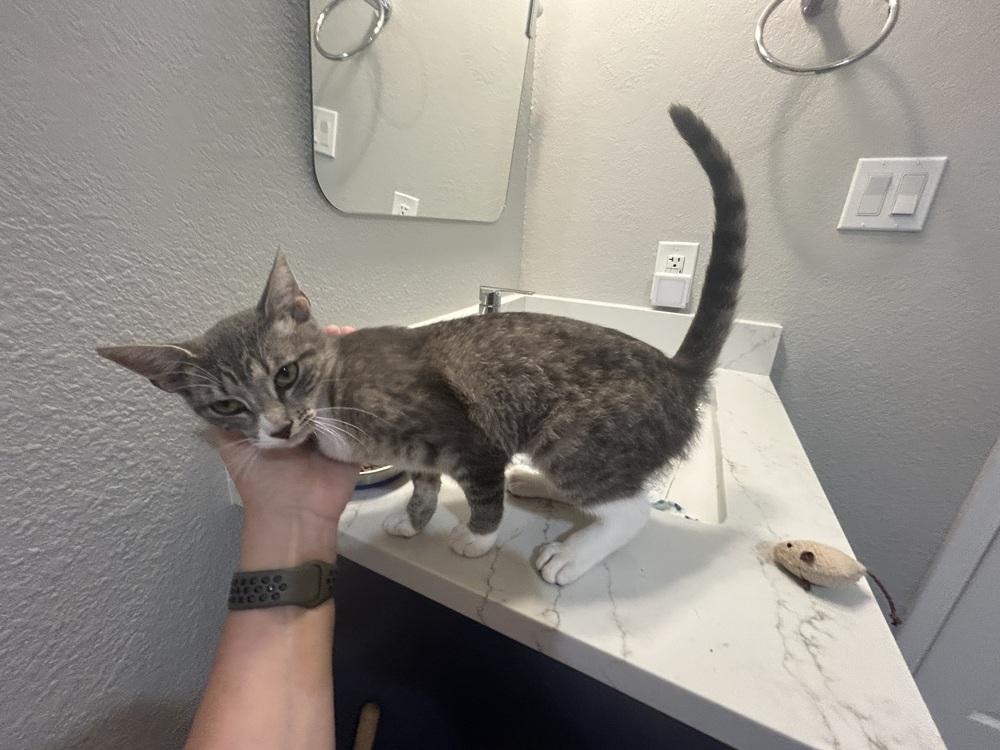Baby Melody, Adoptable, Kitten Female American Shorthair.