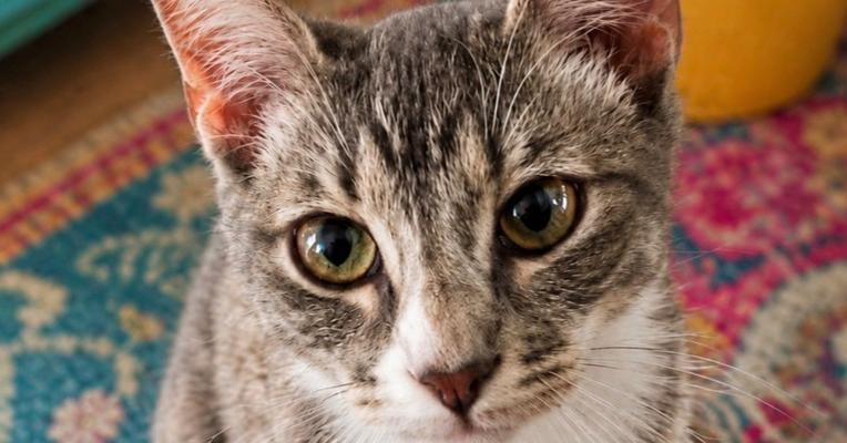 Baby Melody, a Adoptable American Shorthair in Austin, TX image 1/3