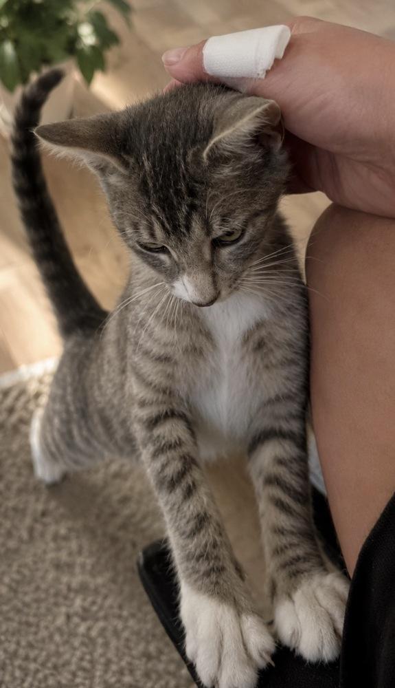 Baby Melody, a Adoptable American Shorthair in Austin, TX image 2/3
