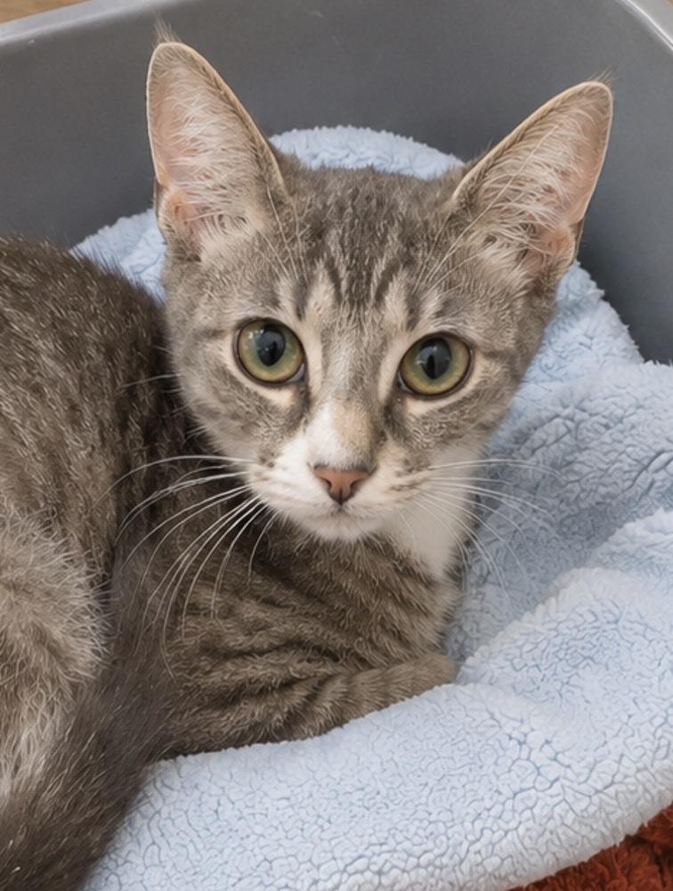 Baby Melody, a Adoptable American Shorthair in Austin, TX image 3/3