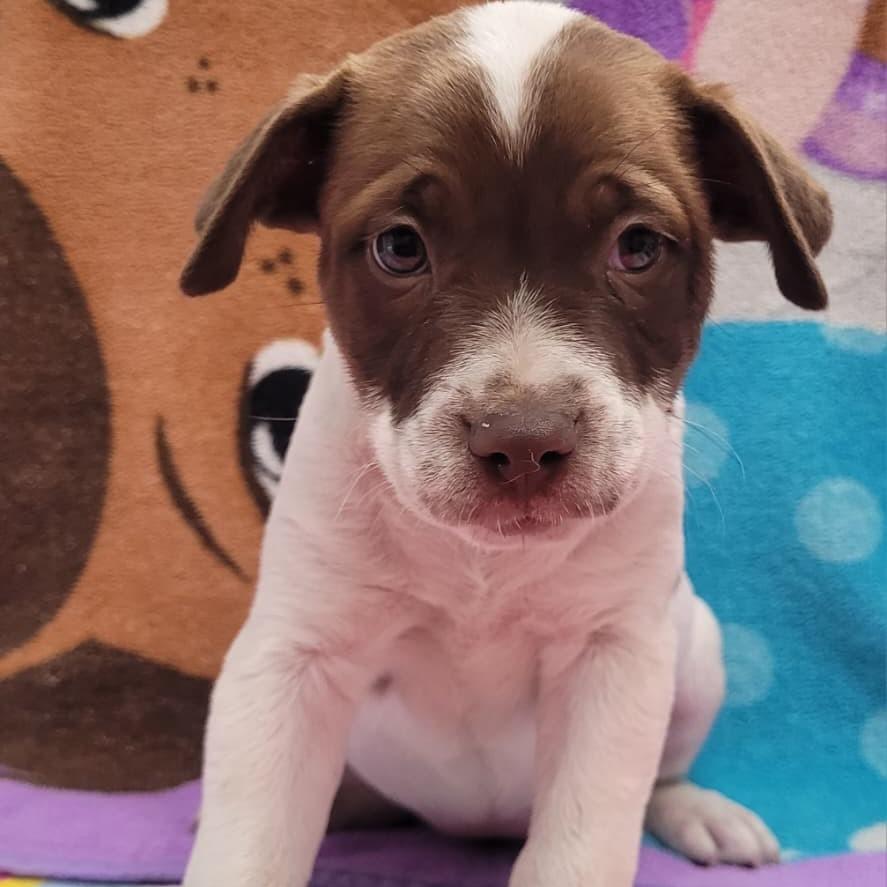 Enlarge Java, a Adoptable mixed breed in Laredo, TX image 1/2