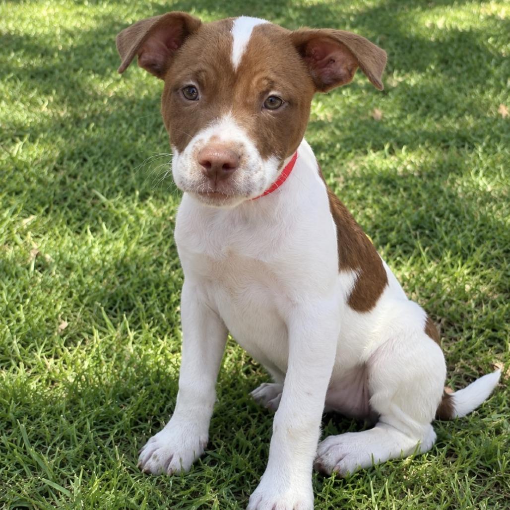 Enlarge Java, a Adoptable mixed breed in Laredo, TX image 2/2