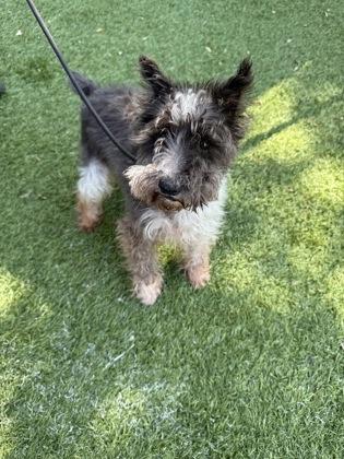 Dante, Adoptable, Senior Male Schnauzer & Mixed Breed.