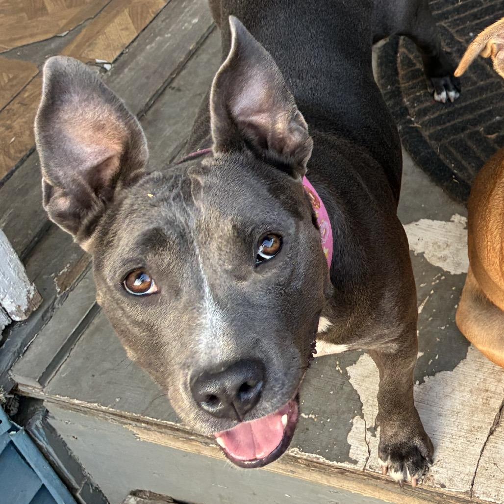 Enlarge Miss Honey (Reduced Rover), a Adoptable Pit Bull Terrier in New Orleans, LA image 1/6
