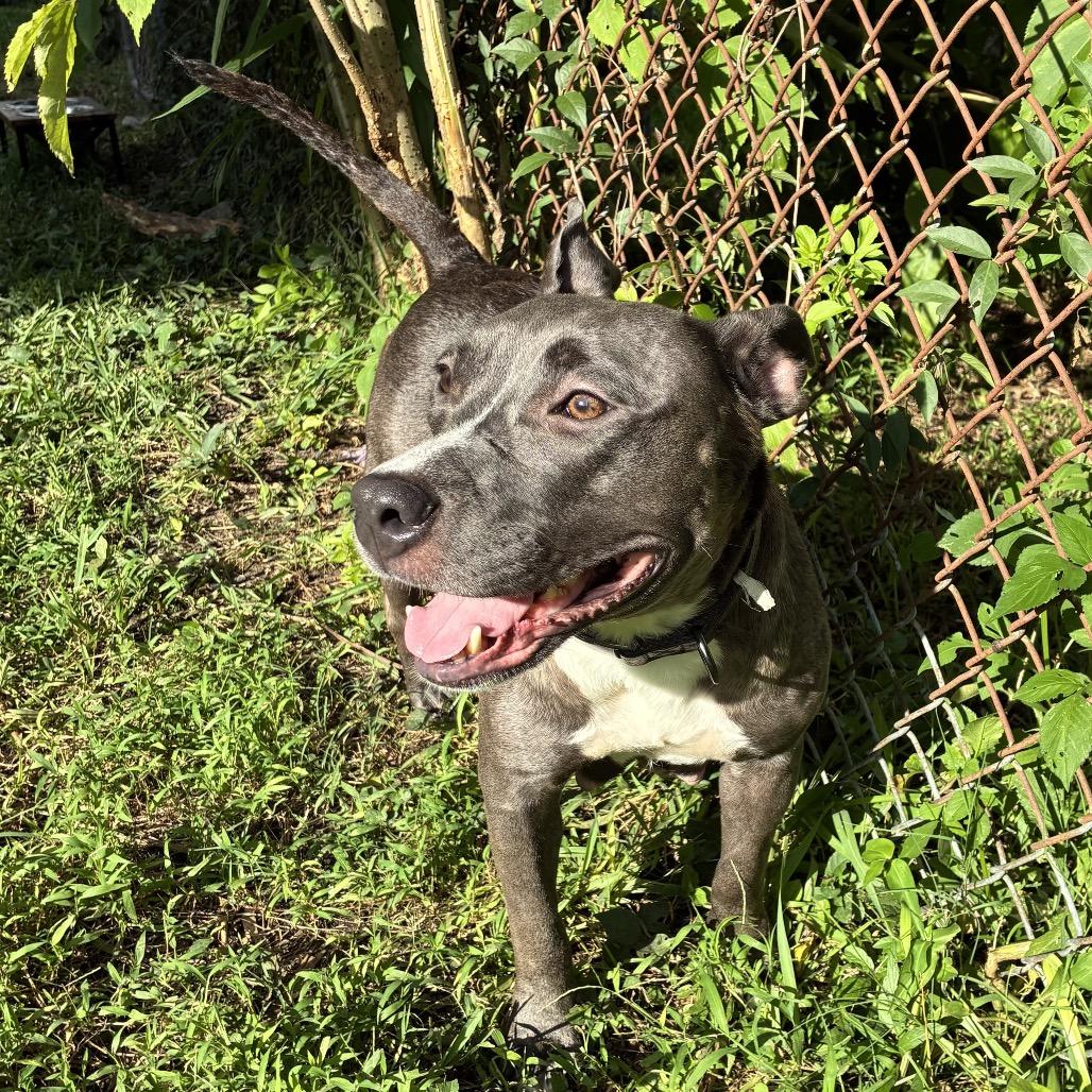Enlarge Miss Honey (Reduced Rover), a Adoptable Pit Bull Terrier in New Orleans, LA image 2/6