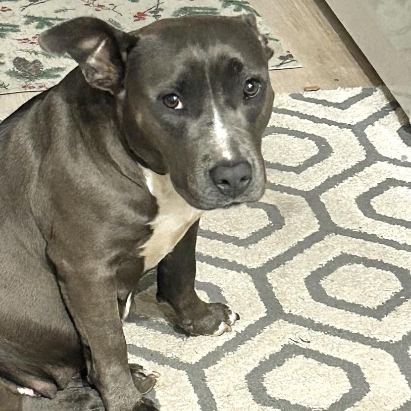 Enlarge Miss Honey (Reduced Rover), a Adoptable Pit Bull Terrier in New Orleans, LA image 3/6