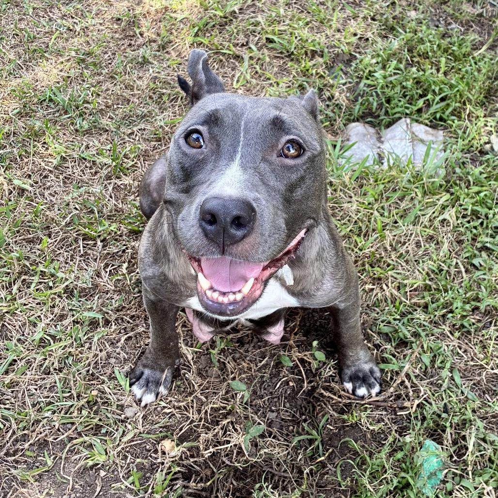 Enlarge Miss Honey (Reduced Rover), a Adoptable Pit Bull Terrier in New Orleans, LA image 5/6