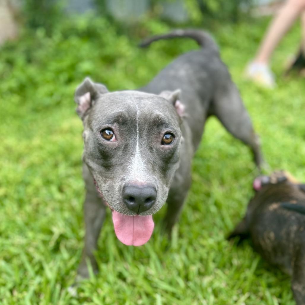 Enlarge Miss Honey (Reduced Rover), a Adoptable Pit Bull Terrier in New Orleans, LA image 6/6