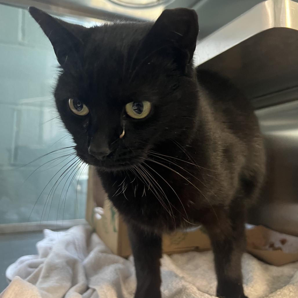 Anika, a Adoptable Domestic Short Hair in Baltimore, MD image 1/4