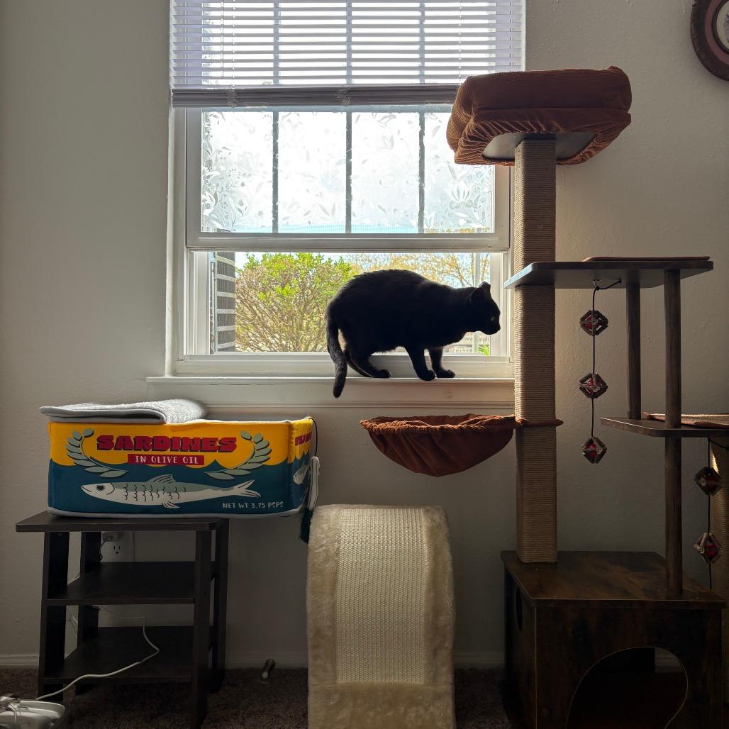 Anika, a Adoptable Domestic Short Hair in Baltimore, MD image 2/4