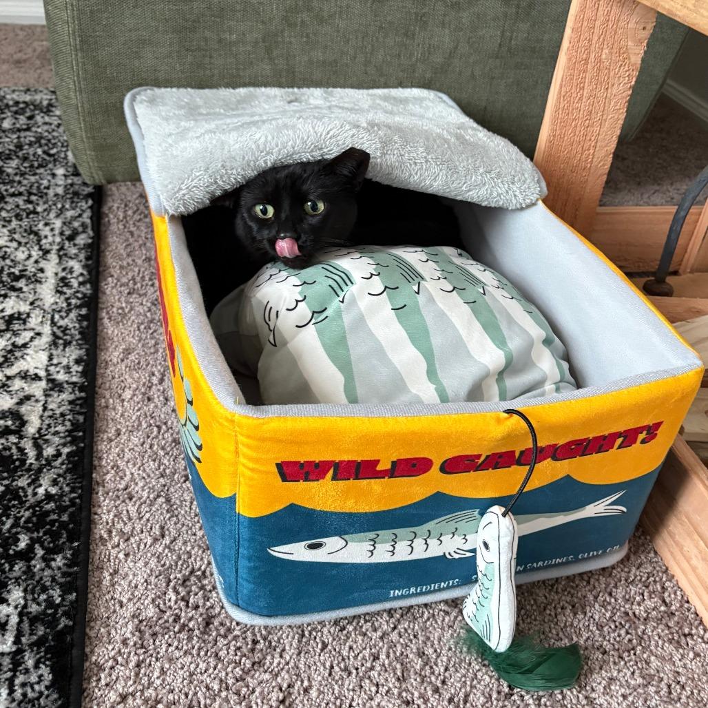 Anika, a Adoptable Domestic Short Hair in Baltimore, MD image 3/4