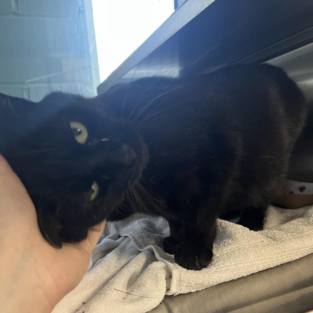 Anika, a Adoptable Domestic Short Hair in Baltimore, MD image 4/4