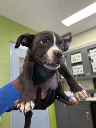 Donkey, Adoptable, Puppy Male Mixed Breed & Mixed Breed.