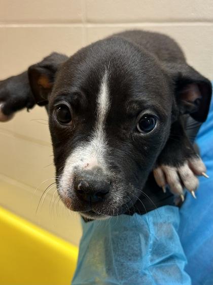Donkey, a Adoptable mixed breed in Wichita, KS image 2/2