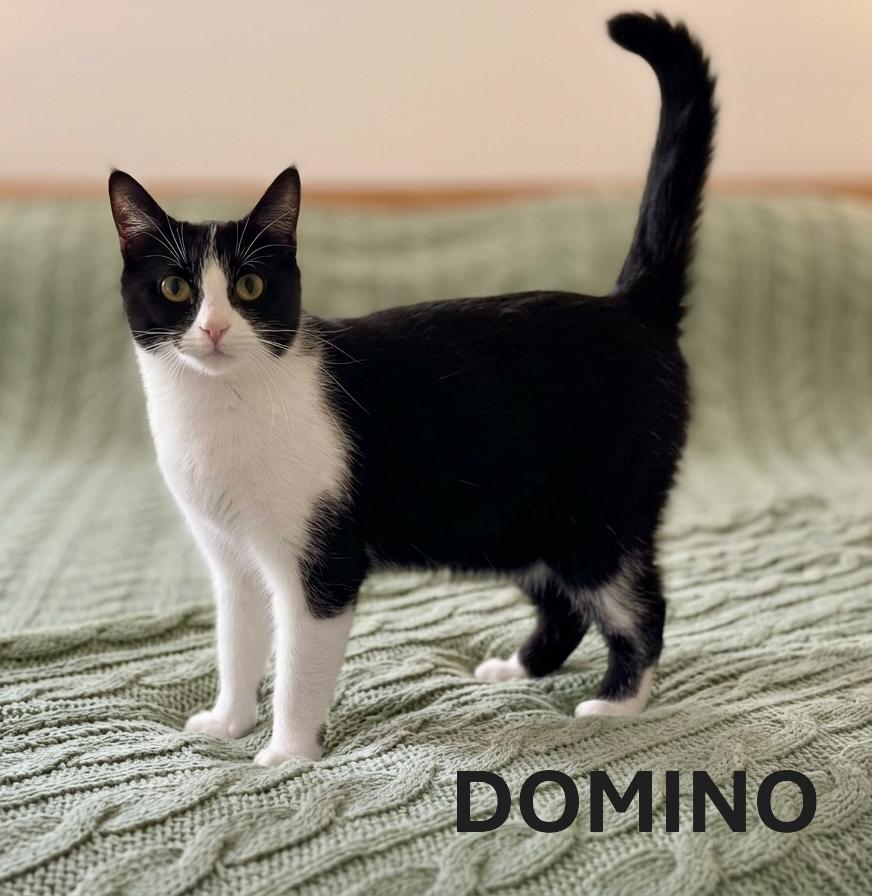 DOMINO, ADOPTABLE, Young Female Tuxedo.