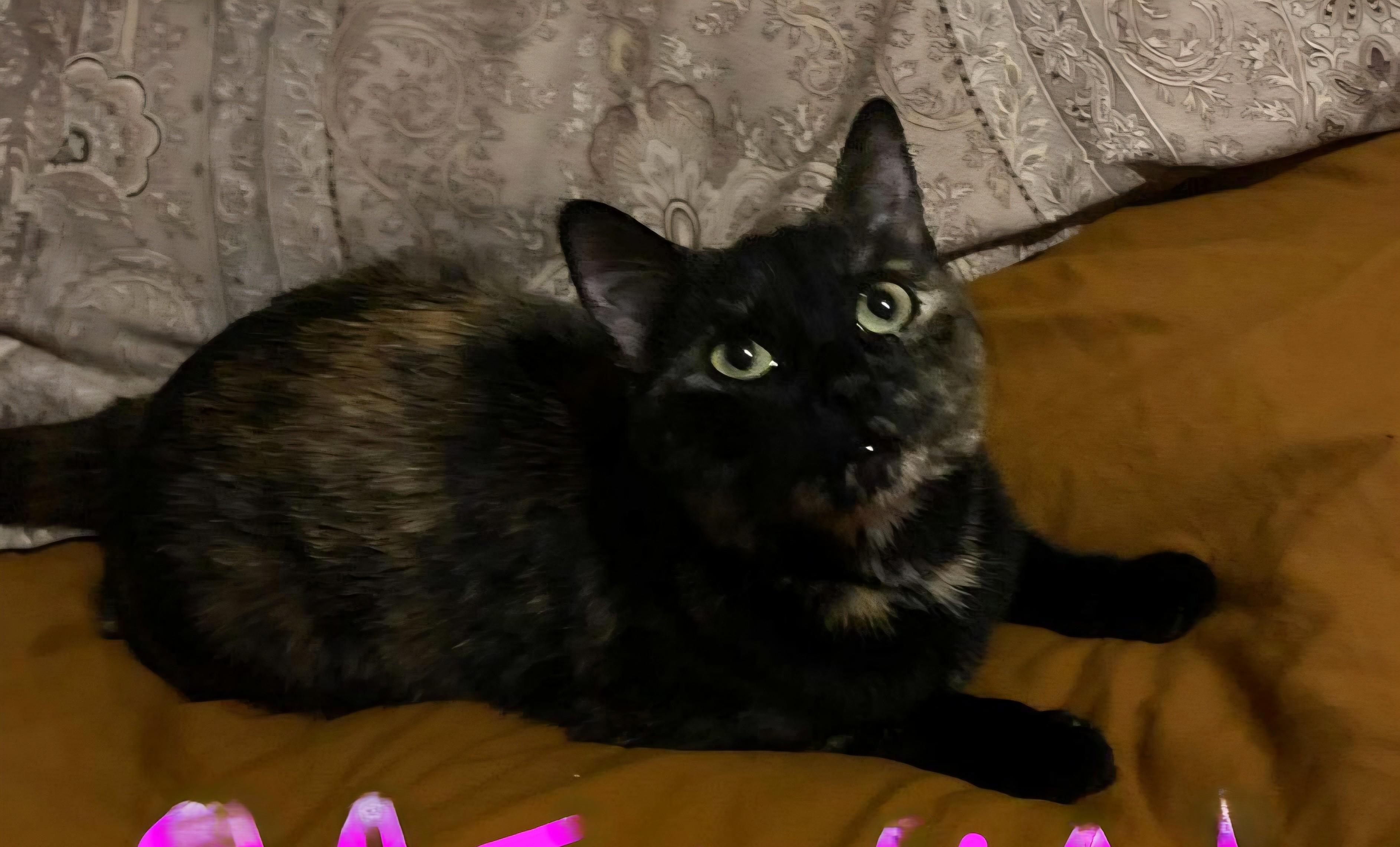 Enlarge Oatmeal, a Adoptable Domestic Medium Hair in Chino valley, AZ image 1/4