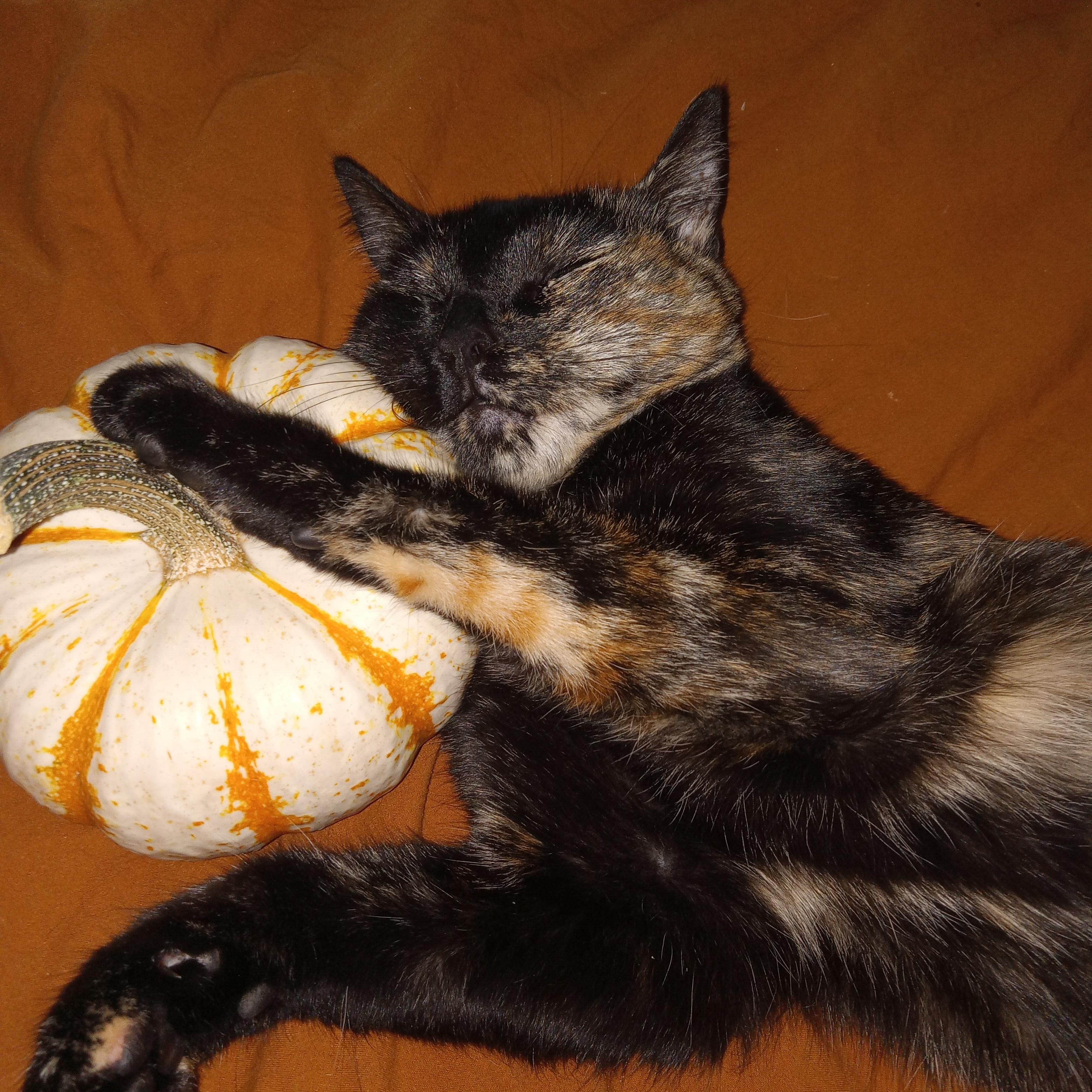 Enlarge Oatmeal, a Adoptable Domestic Medium Hair in Chino valley, AZ image 2/4