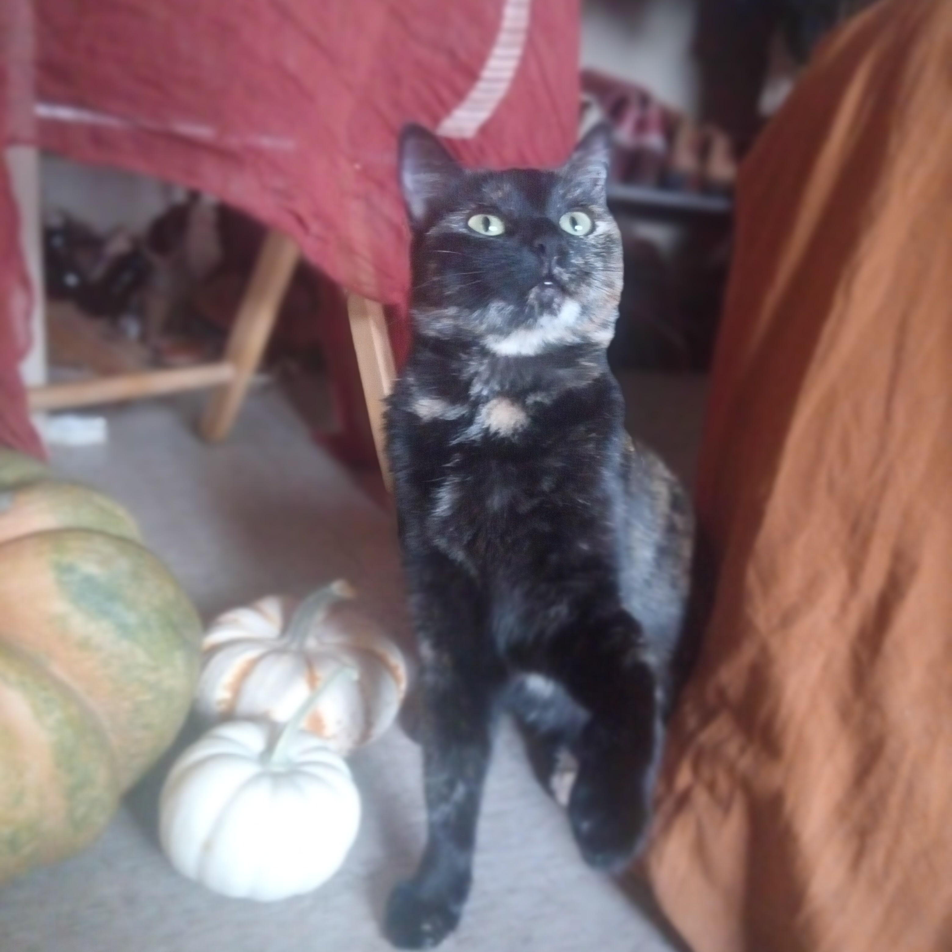 Enlarge Oatmeal, a Adoptable Domestic Medium Hair in Chino valley, AZ image 4/4