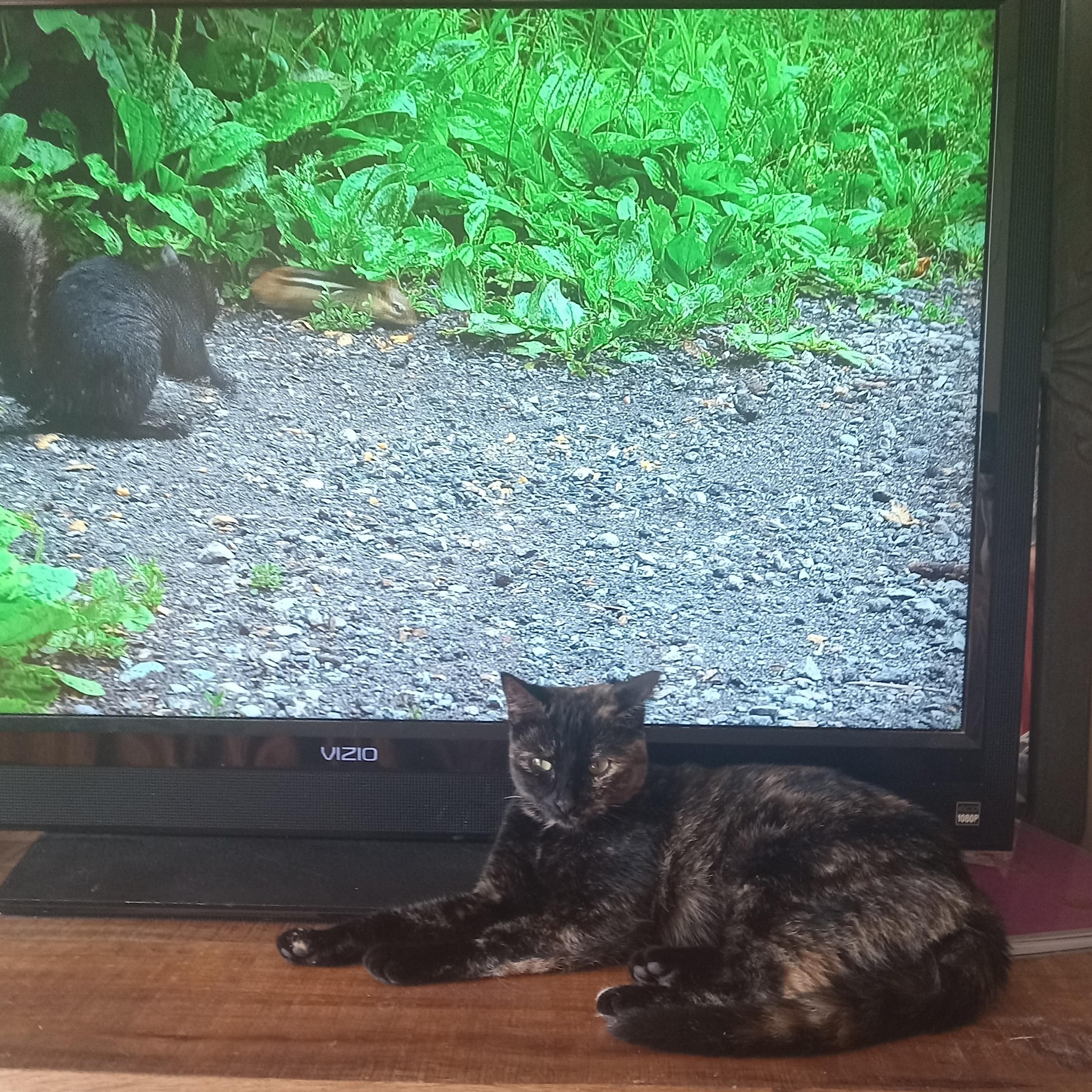 Enlarge Oatmeal, a Adoptable Domestic Medium Hair in Chino valley, AZ image 3/4