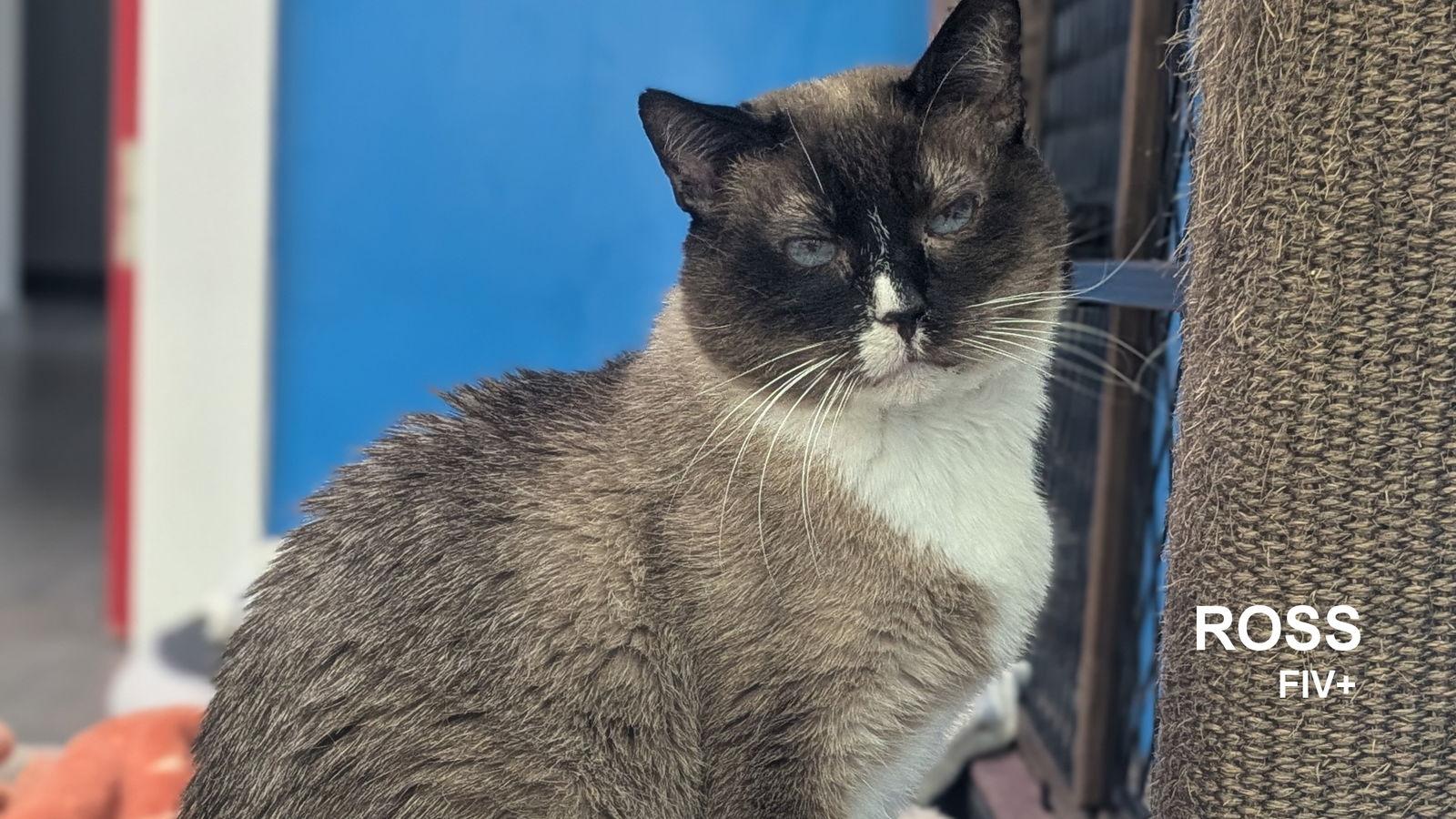 Ross, Adoptable, Adult Male Ragamuffin.