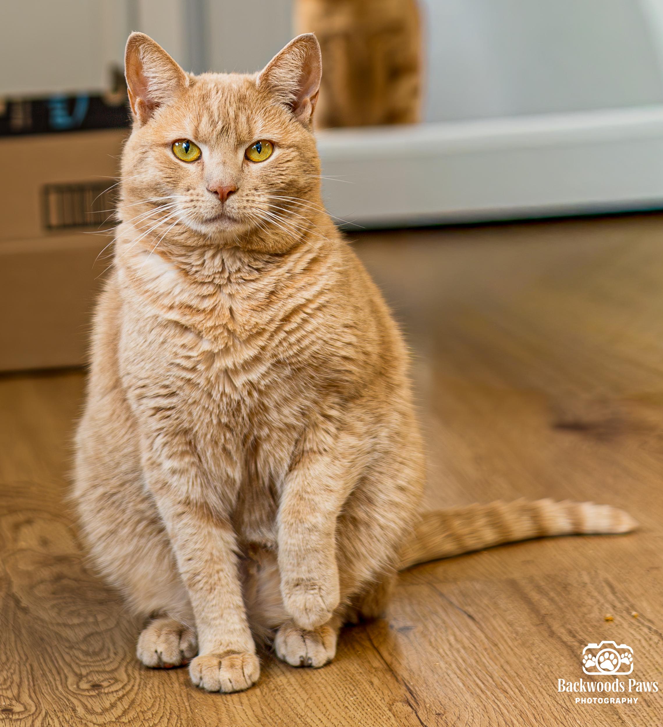Pixel, ADOPTABLE, Young Female Domestic Short Hair.