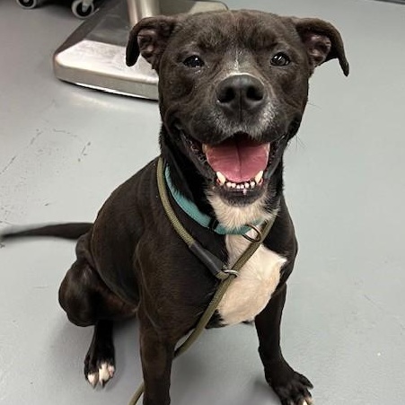 Octavia, an adoptable Pit Bull Terrier in Phoenix, OR, 97535 | Photo Image 6