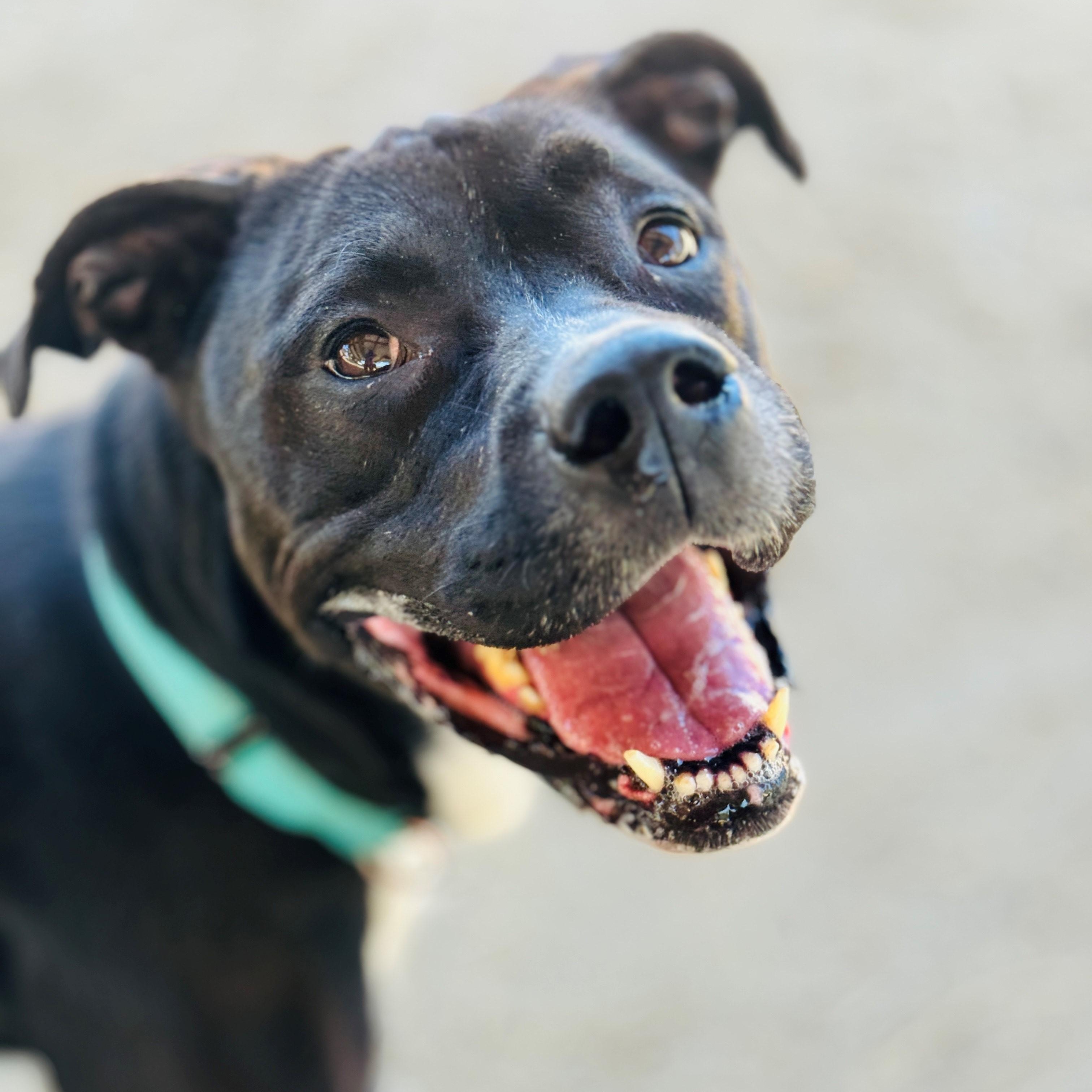 Octavia, an adoptable Pit Bull Terrier in Phoenix, OR, 97535 | Photo Image 3