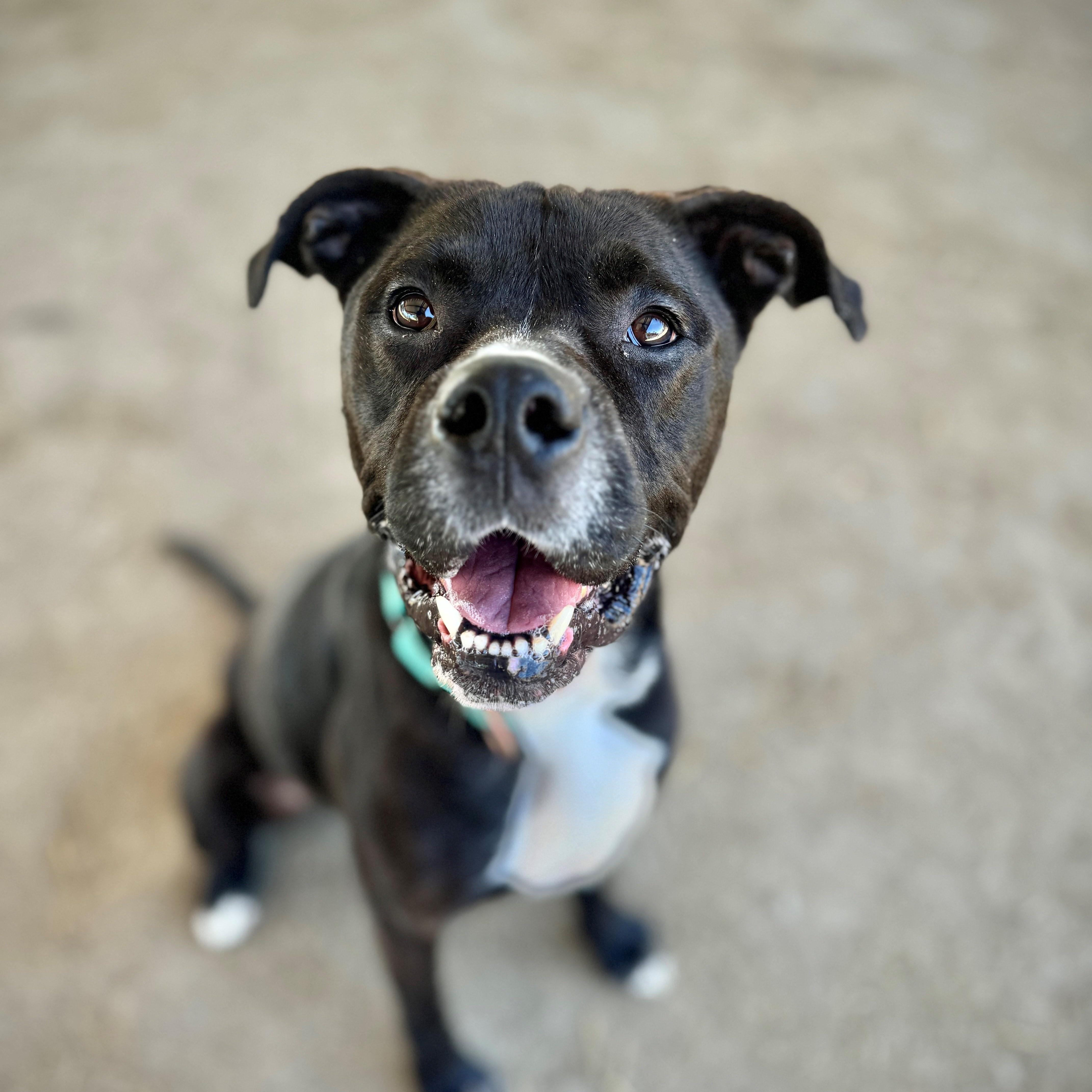 Octavia, an adoptable Pit Bull Terrier in Phoenix, OR, 97535 | Photo Image 2