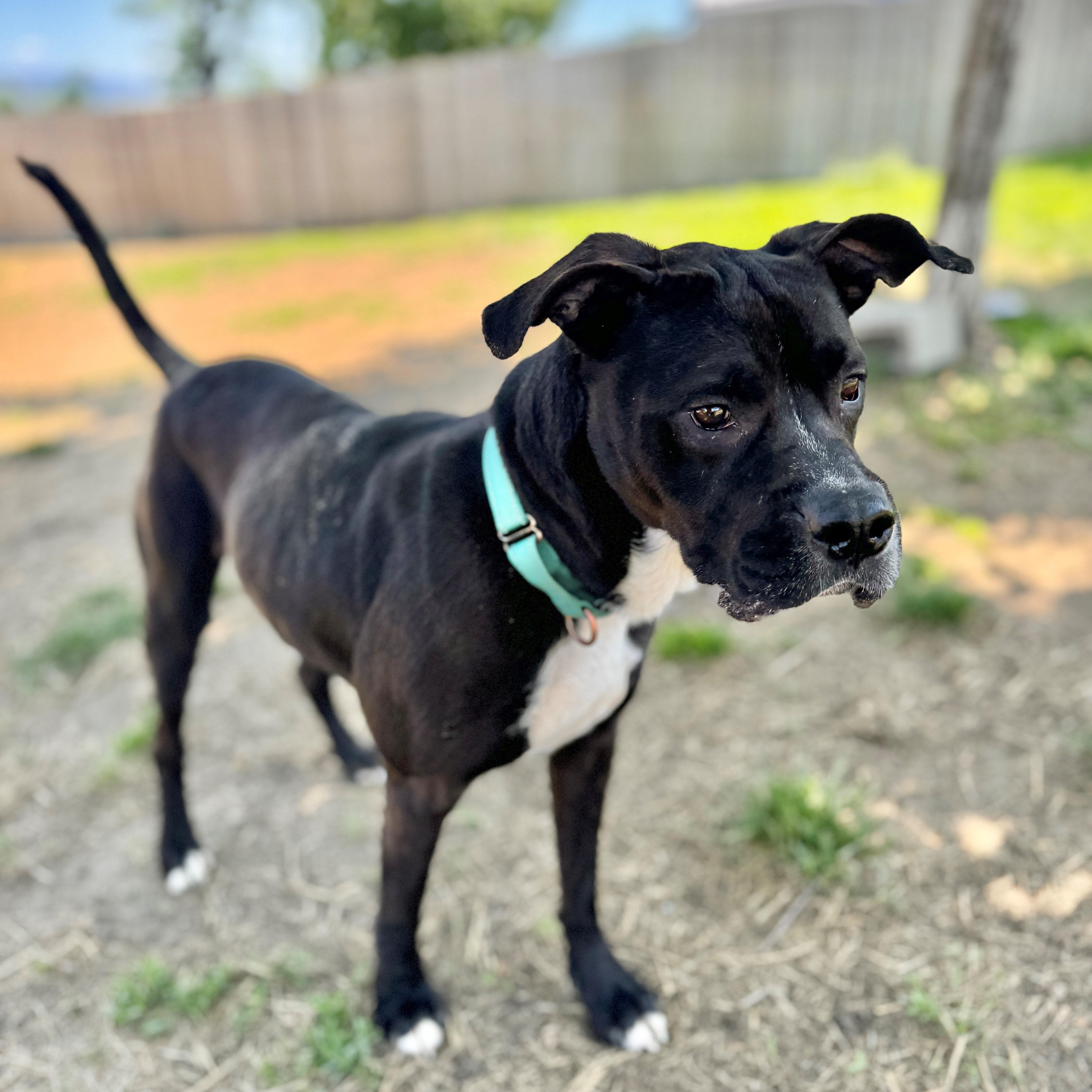 Octavia, an adoptable Pit Bull Terrier in Phoenix, OR, 97535 | Photo Image 5