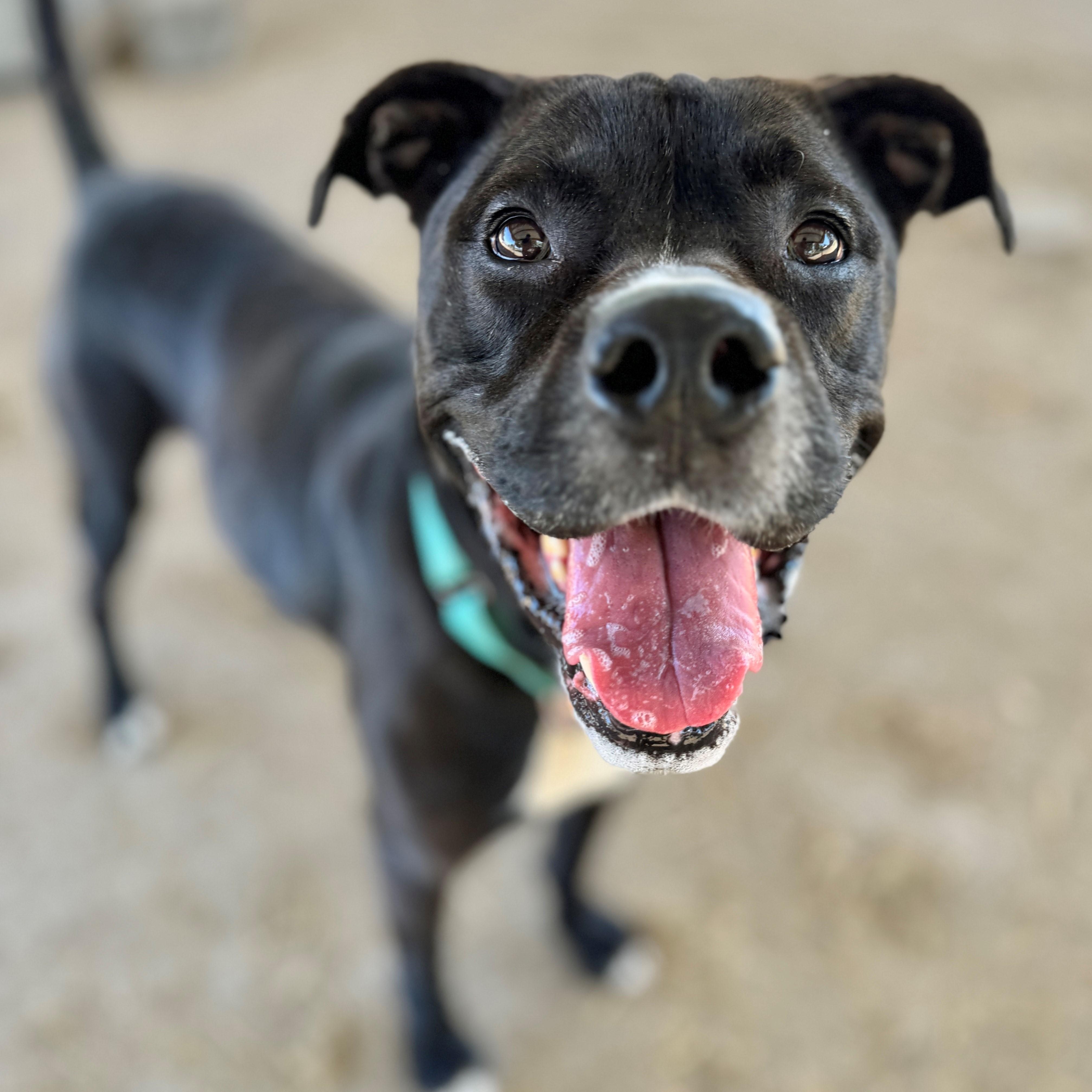 Octavia, an adoptable Pit Bull Terrier in Phoenix, OR, 97535 | Photo Image 1