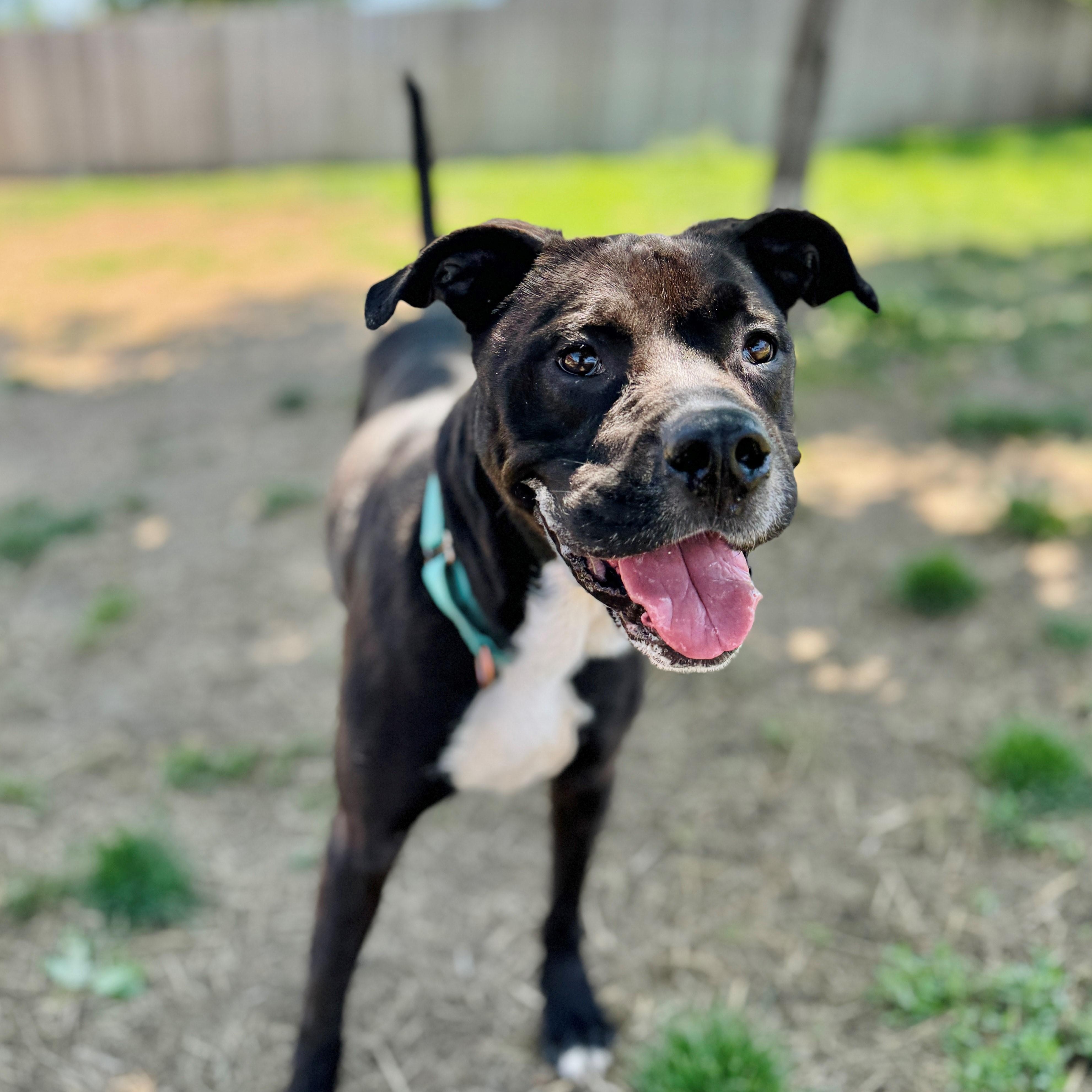 Octavia, an adoptable Pit Bull Terrier in Phoenix, OR, 97535 | Photo Image 4