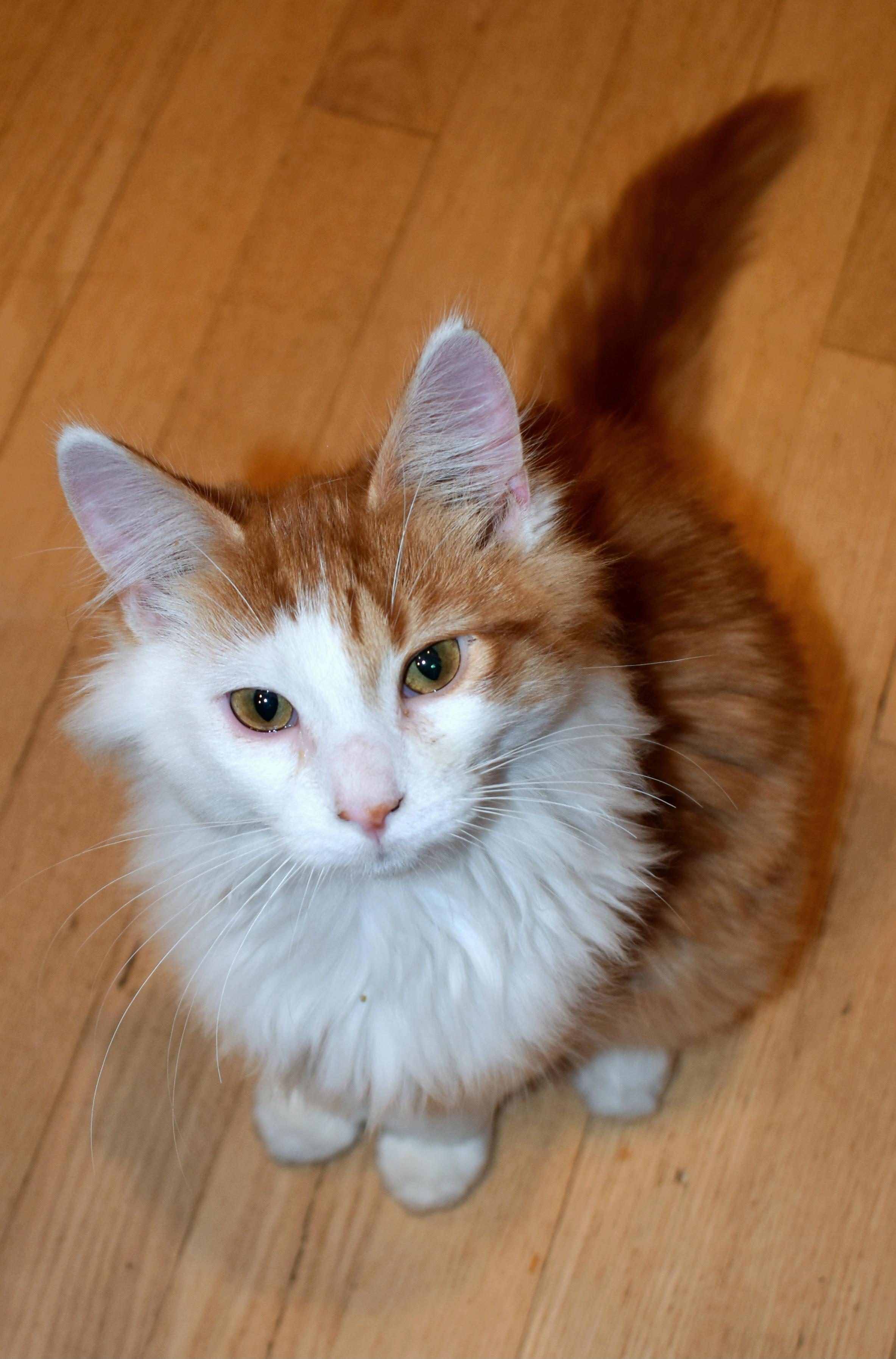 Mr Mittens, Adopted, Young Male Domestic Long Hair.