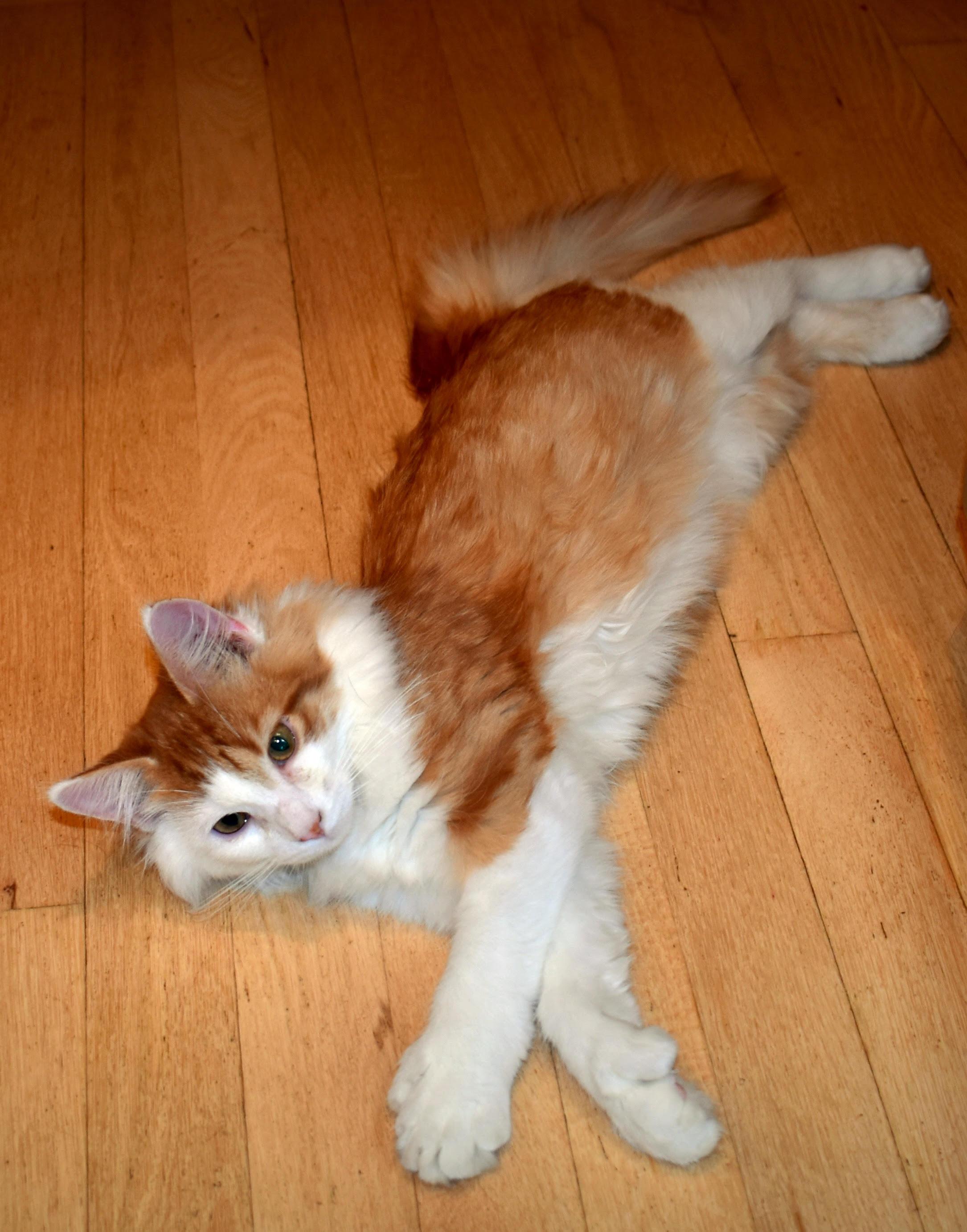 Enlarge Mr Mittens, a Adopted Domestic Long Hair in Lakeville, MN image 2/5