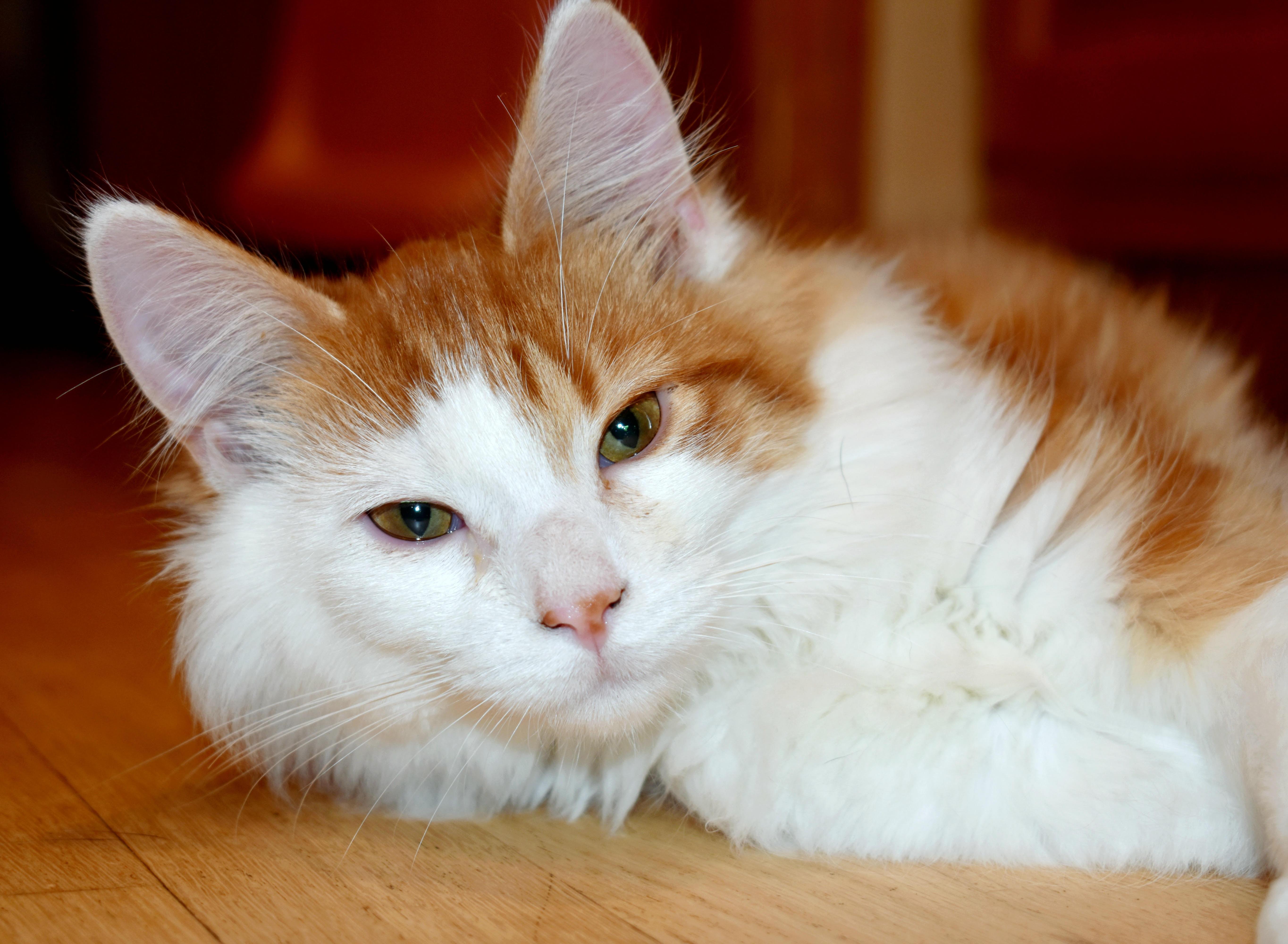 Enlarge Mr Mittens, a Adopted Domestic Long Hair in Lakeville, MN image 3/5